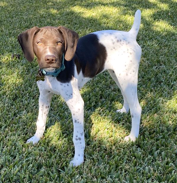 /Images/uploads/Southeast German Shorthaired Pointer Rescue/segspcalendarcontest/entries/31194thumb.jpg